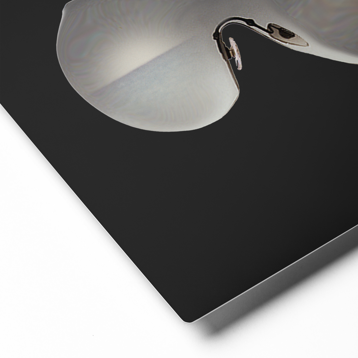 Through the Glasses BeSculpt Metal Photo-Art