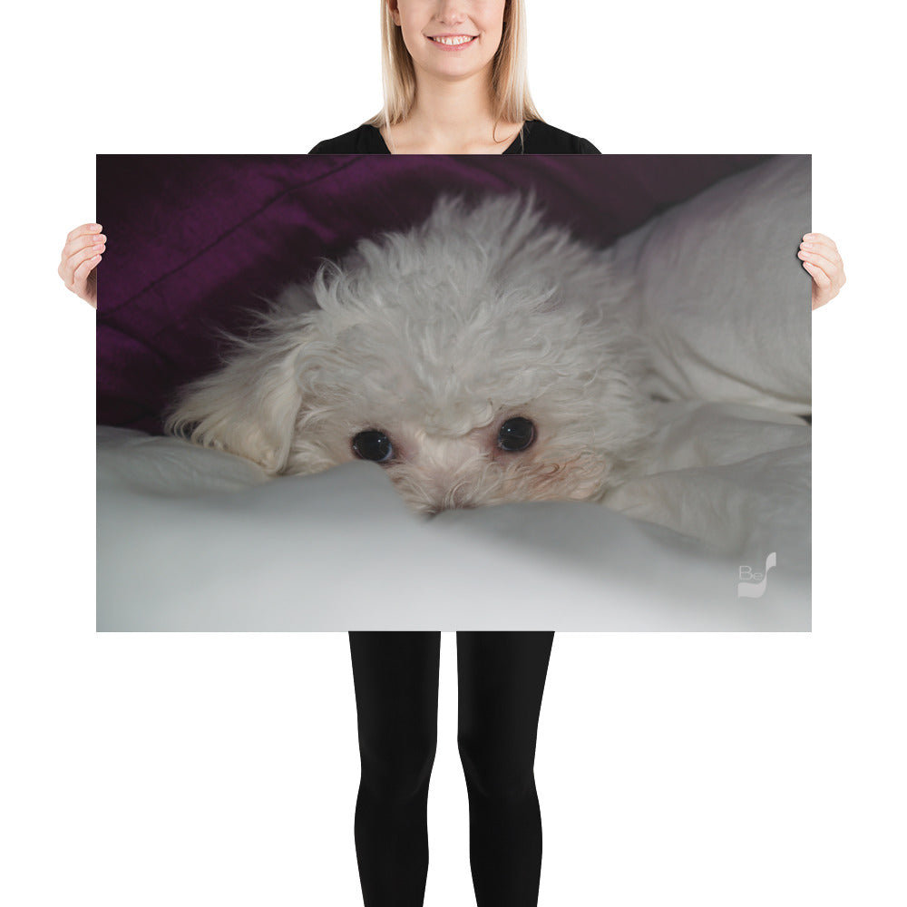 Peeking BeSculpt Photo-Art Bolognese Puppy Peeking Under a Deep Fuchsia Color Throw Pillow Wall Art Print