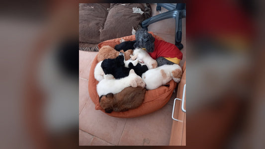 Abuela — From a Trash Can to a Grandmother